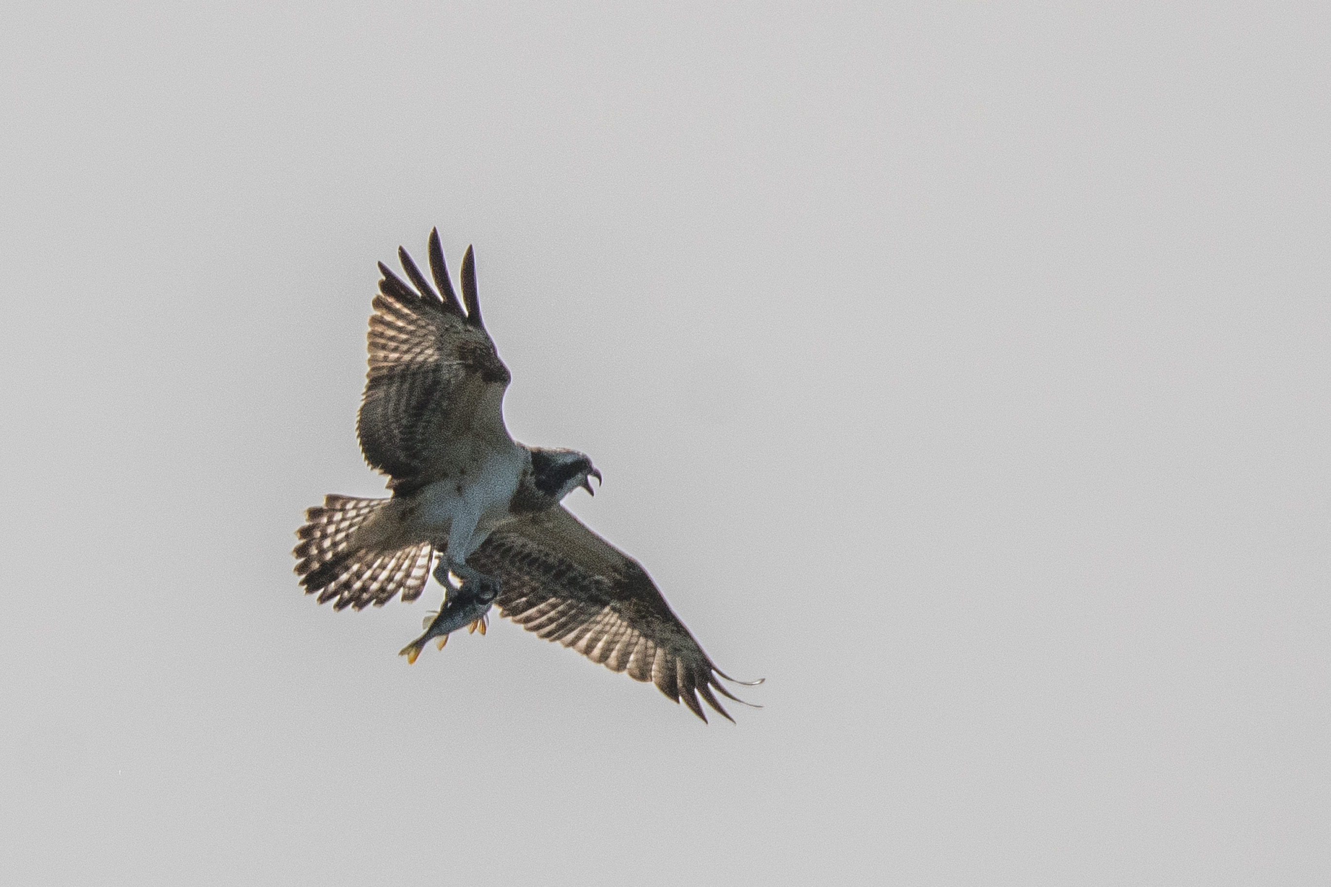 Balbuzard pêcheur juvénile ou immature en vol, apparemment trés excité tandis qu'il transporte un rotengle (Rudd, Scardinius erythrophtalmus) qu'il vient de capturer.    